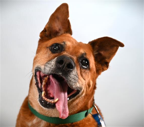 Enlarge SARGE, a Adoptable mixed breed in Loveland, CO image 1/1