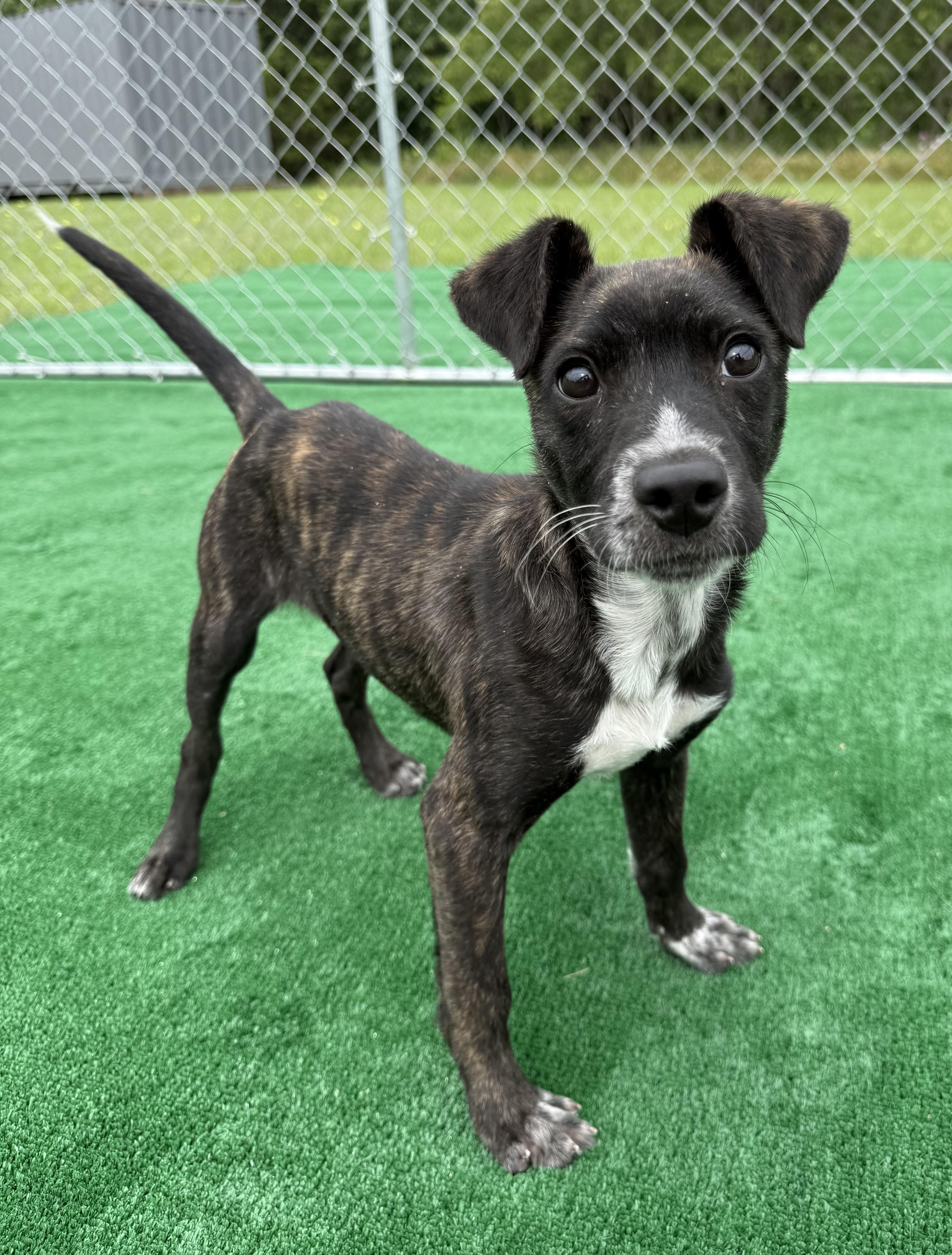 Jasper, Baby Male Hound