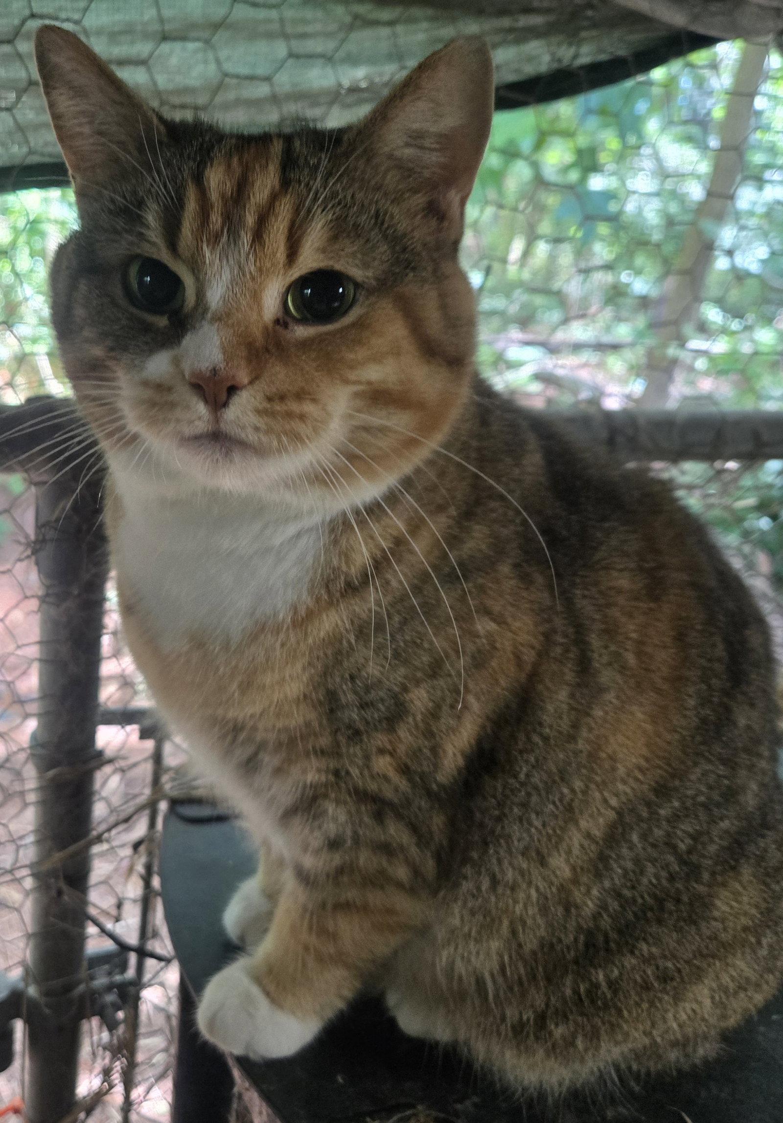 Savanna, Adoptable, Adult Female Domestic Short Hair.