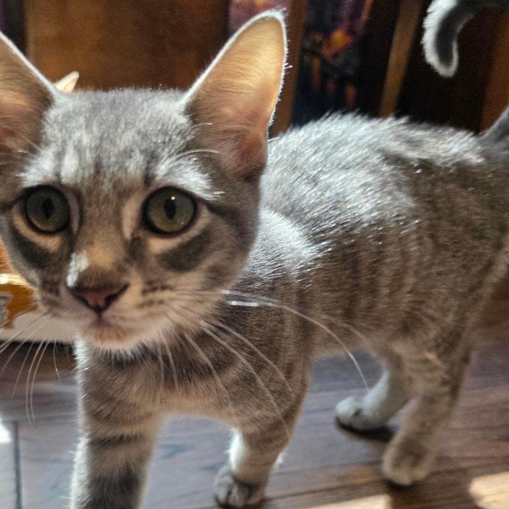 Kronk, Adoptable, Young Male Domestic Short Hair.