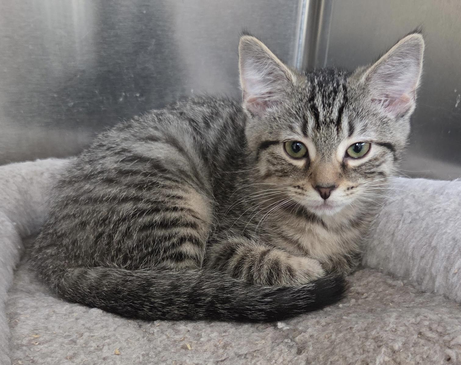 Stella Shewman (beautiful sister to Sylvie), adopted, Kitten Female Domestic Short Hair.
