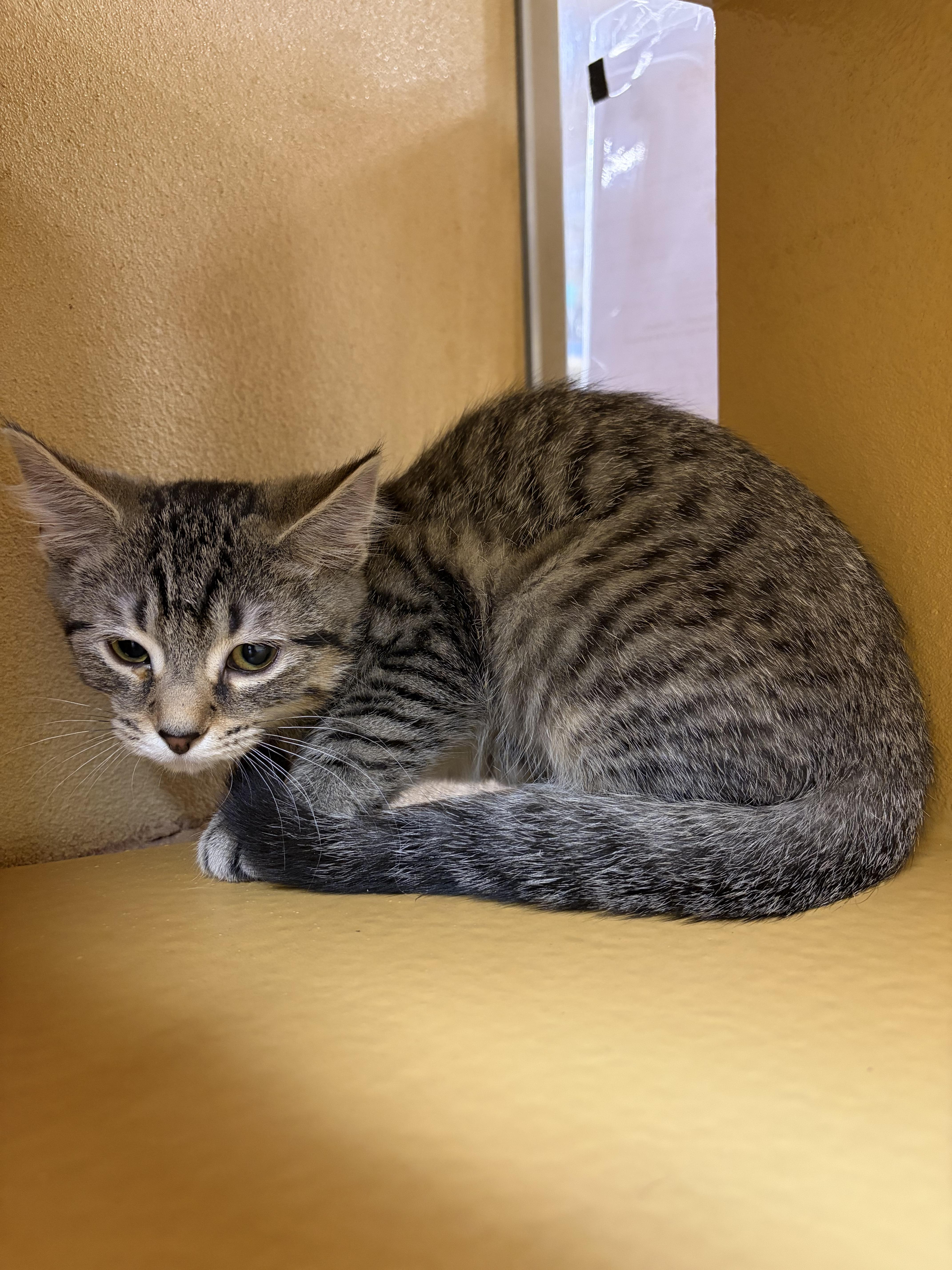 Enlarge Stella Shewman (beautiful sister to Sylvie), an adopted Domestic Short Hair in Stowe, PA image 3/3