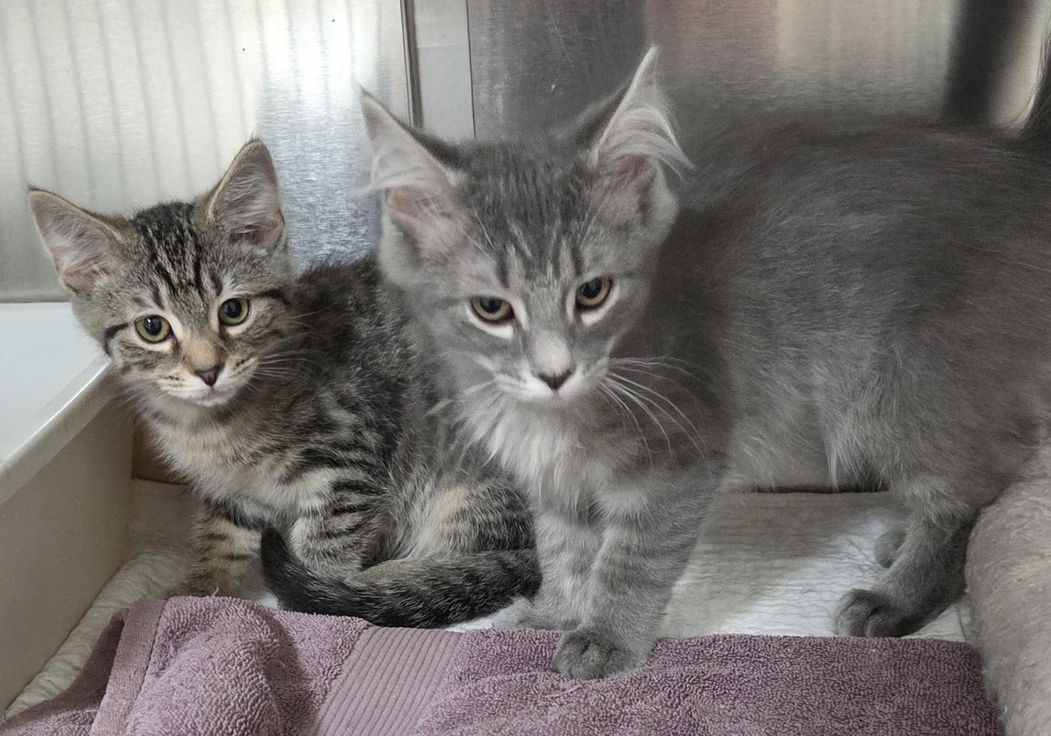 Enlarge Stella Shewman (beautiful sister to Sylvie), an adopted Domestic Short Hair in Stowe, PA image 2/3