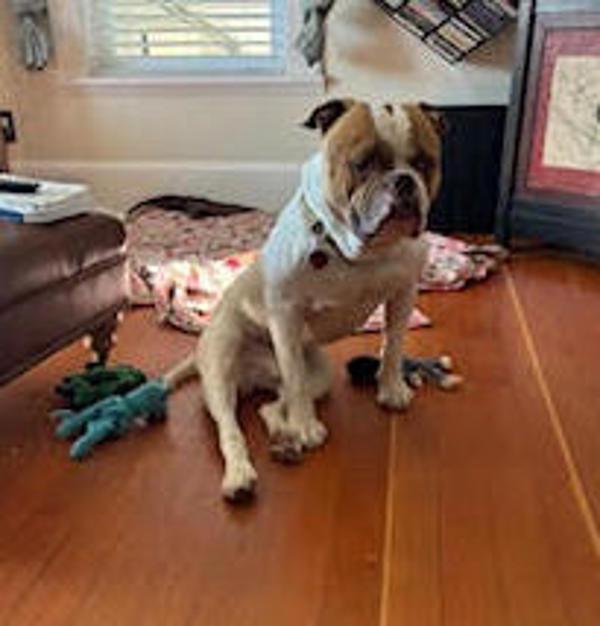 Champ, a Adoptable mixed breed in Troutdale, OR image 1/6