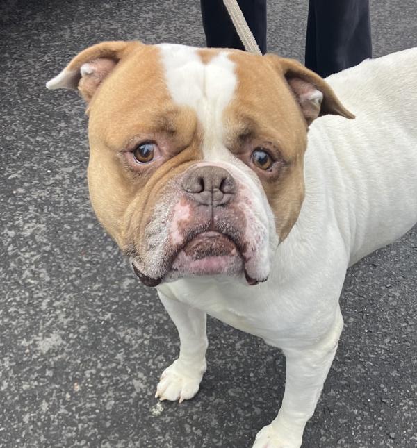 Champ, a Adoptable mixed breed in Troutdale, OR image 2/6