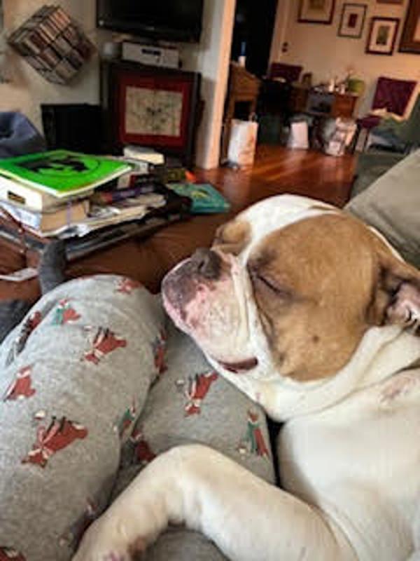 Champ, a Adoptable mixed breed in Troutdale, OR image 3/6