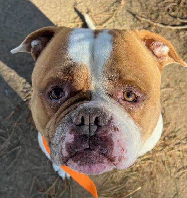 Champ, a Adoptable mixed breed in Troutdale, OR image 4/6