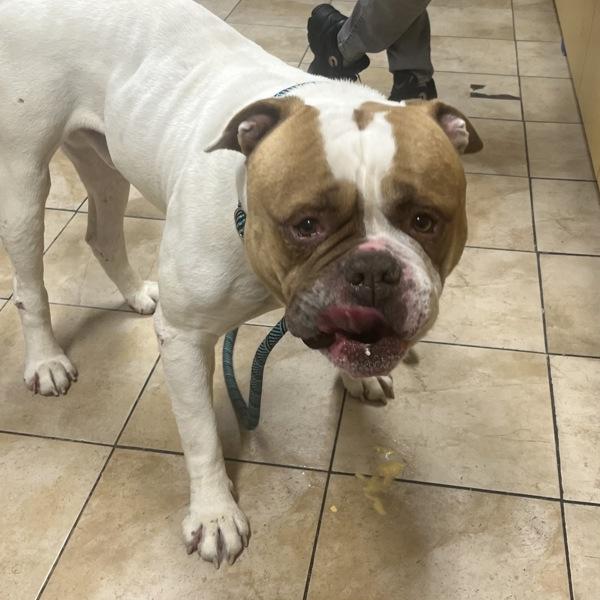 Champ, a Adoptable mixed breed in Troutdale, OR image 6/6