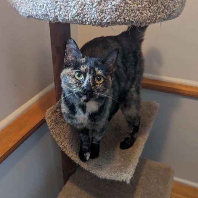 Raven, a Adoptable mixed breed in Plainville, CT image 3/6