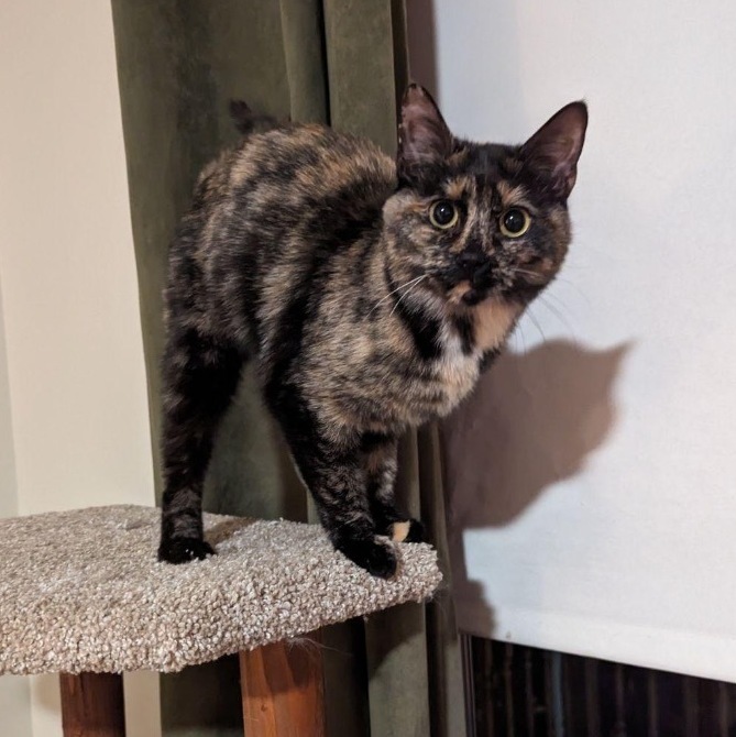 Raven, Adoptable, Young Female Domestic Short Hair & Tortoiseshell.