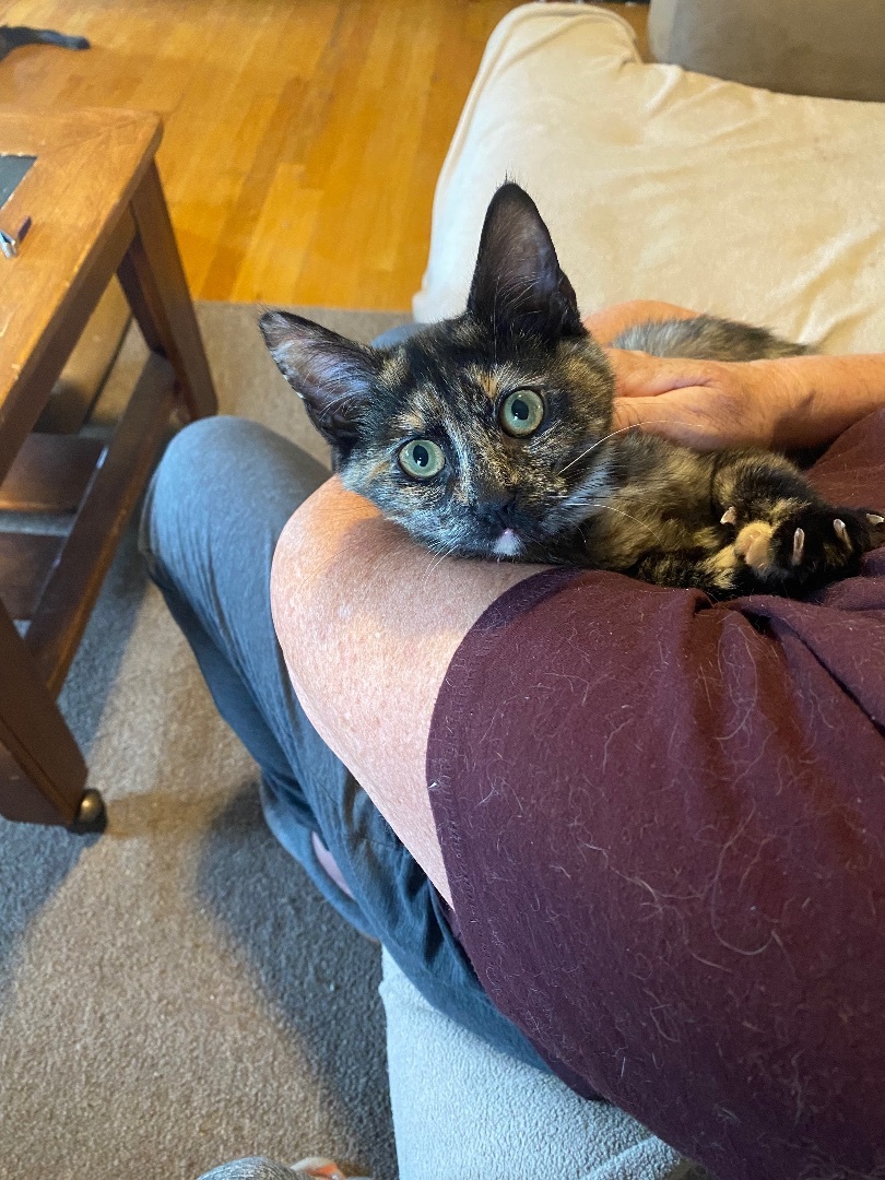 Raven, a Adoptable mixed breed in Plainville, CT image 6/6