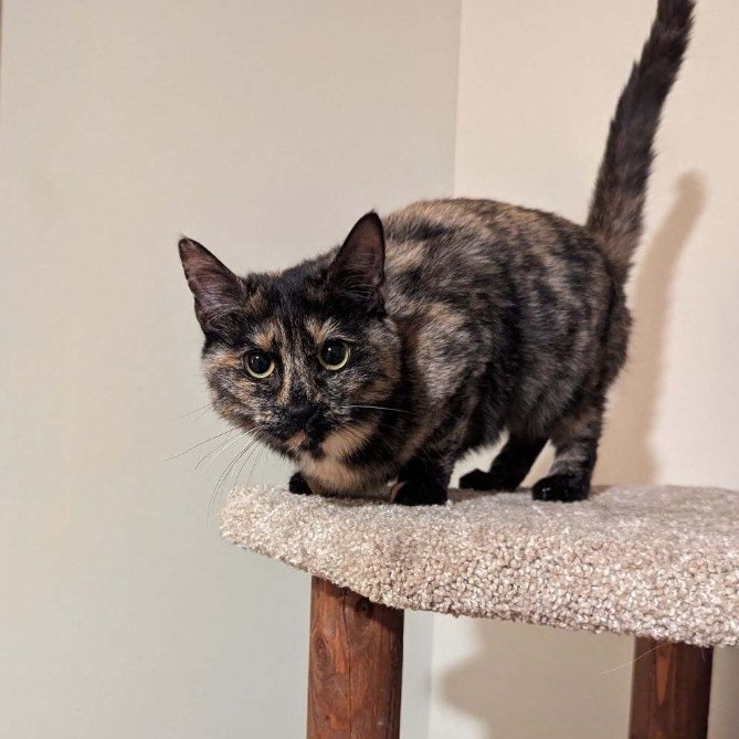 Raven, a Adoptable mixed breed in Plainville, CT image 5/6