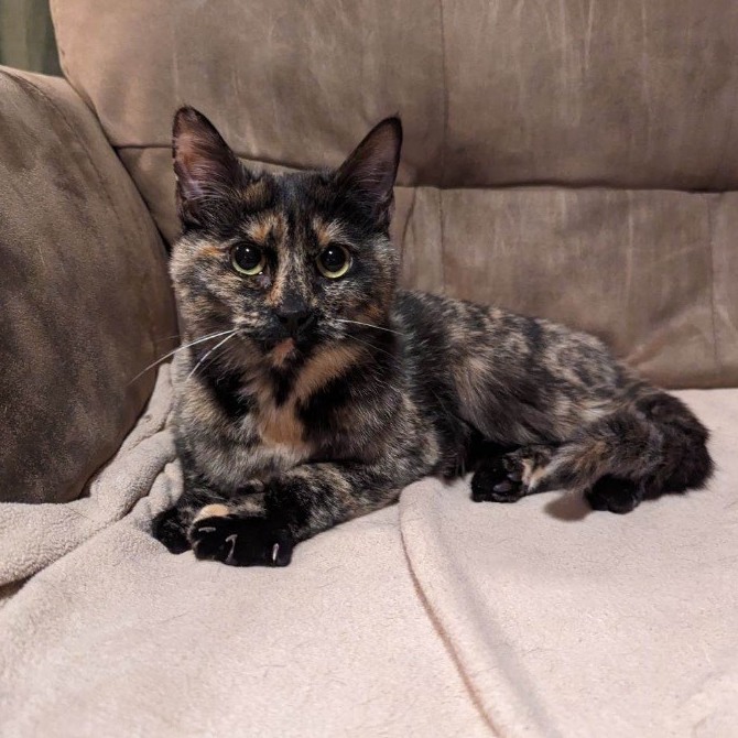 Raven, a Adoptable mixed breed in Plainville, CT image 2/6