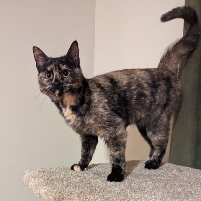 Raven, a Adoptable mixed breed in Plainville, CT image 4/6