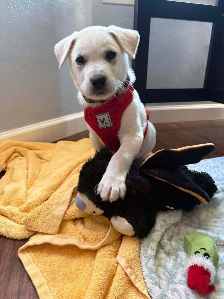 Crab, Adoptable, Puppy Male Labrador Retriever & German Shepherd Dog.