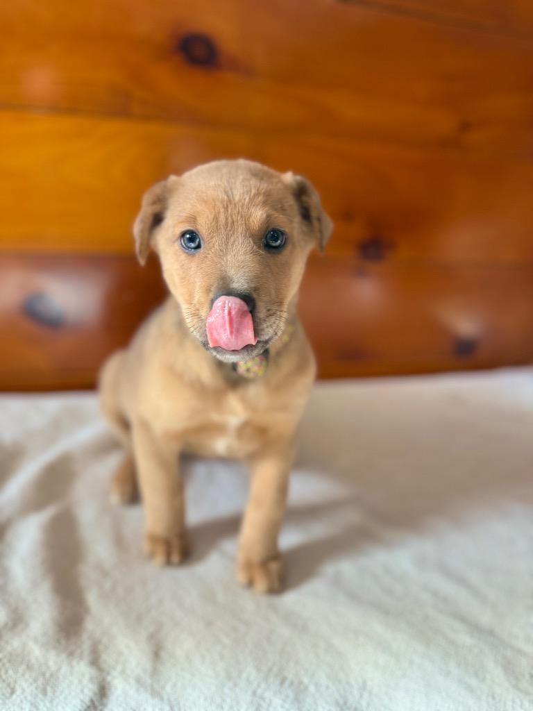 Ari, Adopted, Puppy Female Labrador Retriever & Mixed Breed.