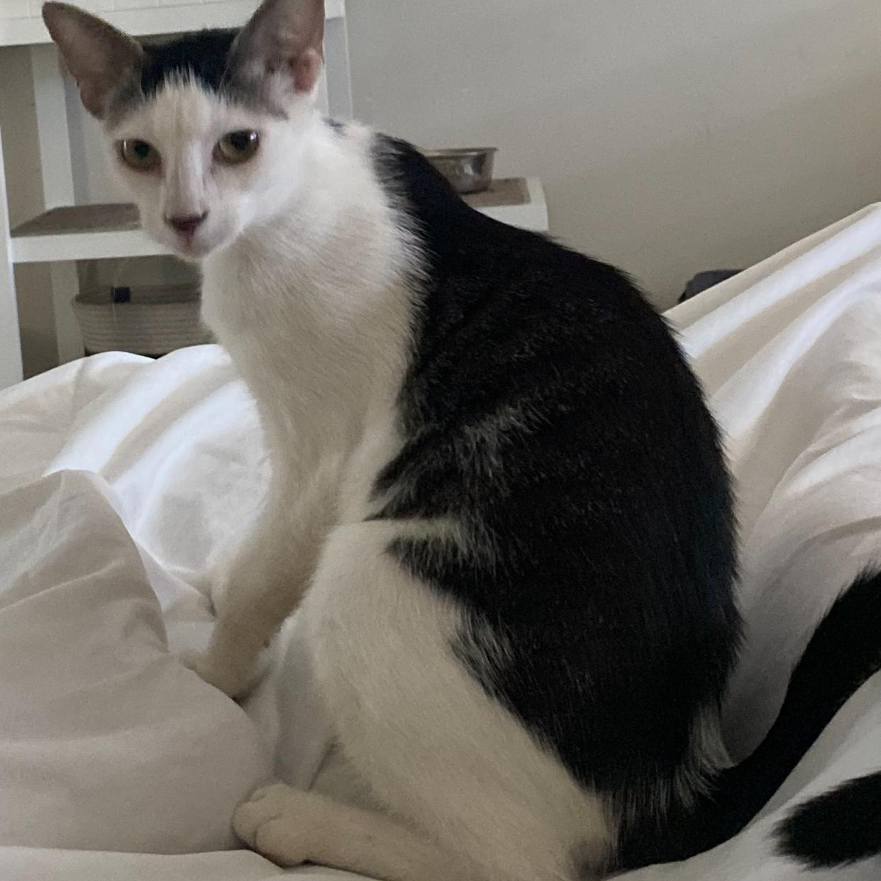 Enlarge Parker, a Adoptable Domestic Short Hair in salem, NH image 2/4