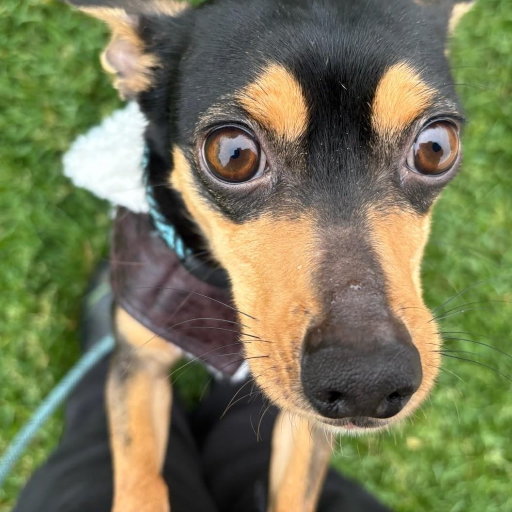 Aspin, a Adopted Miniature Pinscher in Eaton, CO image 1/3