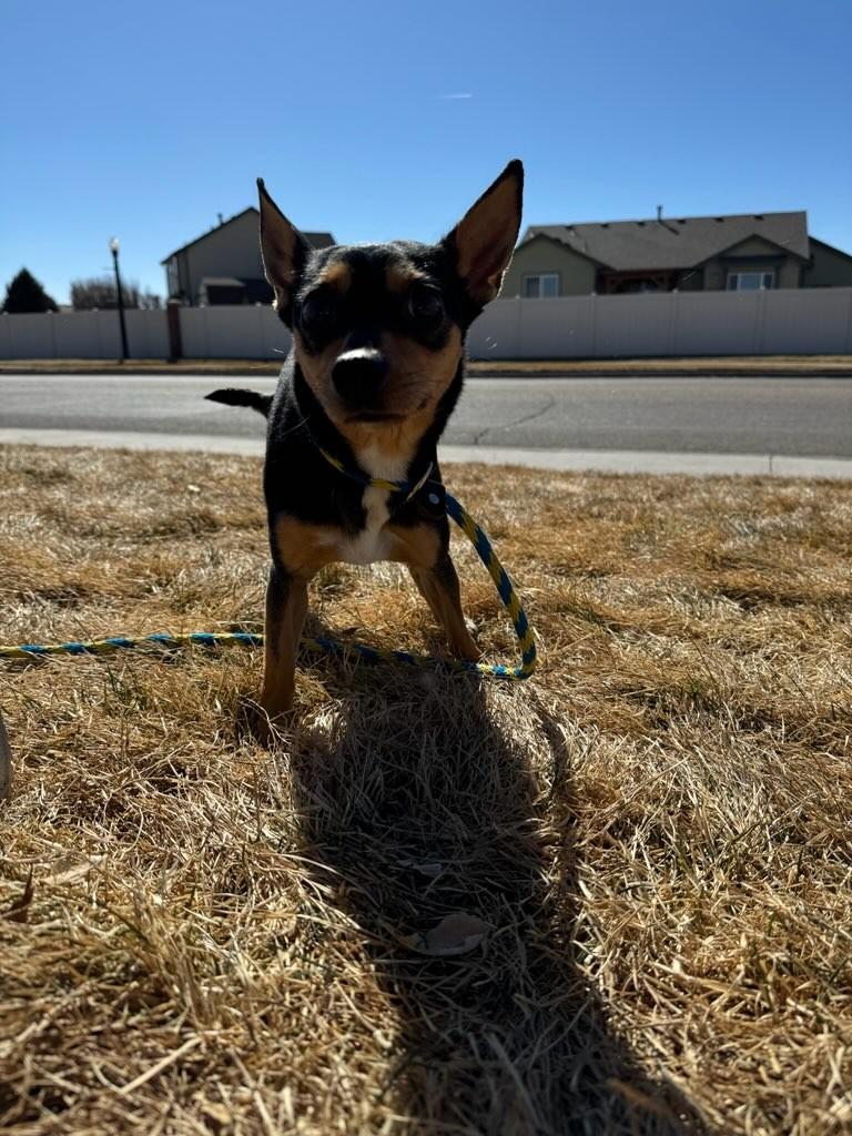 Aspin, a Adopted Miniature Pinscher in Eaton, CO image 2/3
