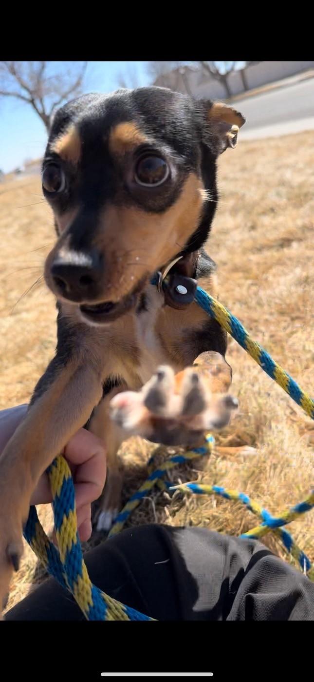 Aspin, a Adopted Miniature Pinscher in Eaton, CO image 3/3