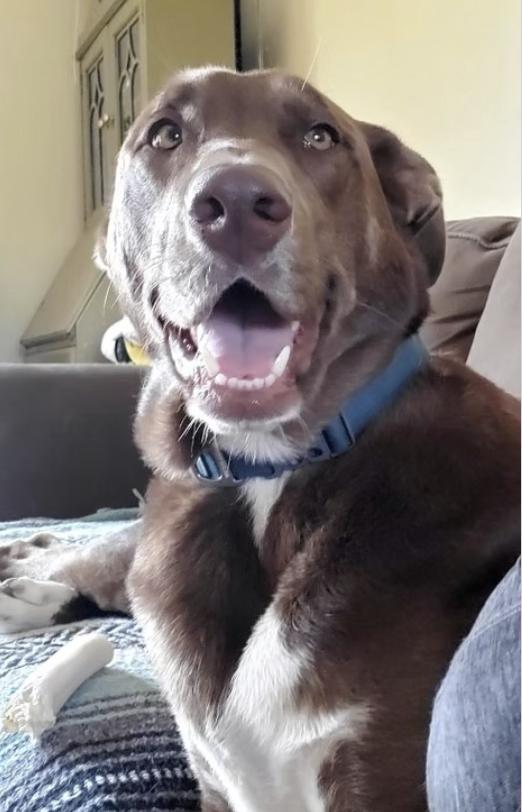 Enlarge Loki, a Adoptable mixed breed in Pleasant Valley, NY image 3/3