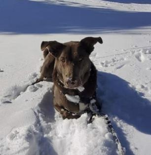 Enlarge Loki, a Adoptable mixed breed in Pleasant Valley, NY image 2/3