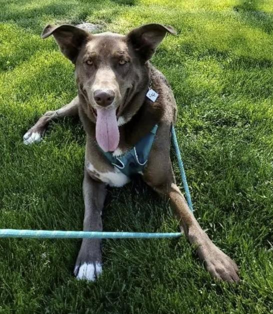 Enlarge Loki, a Adoptable mixed breed in Pleasant Valley, NY image 1/3