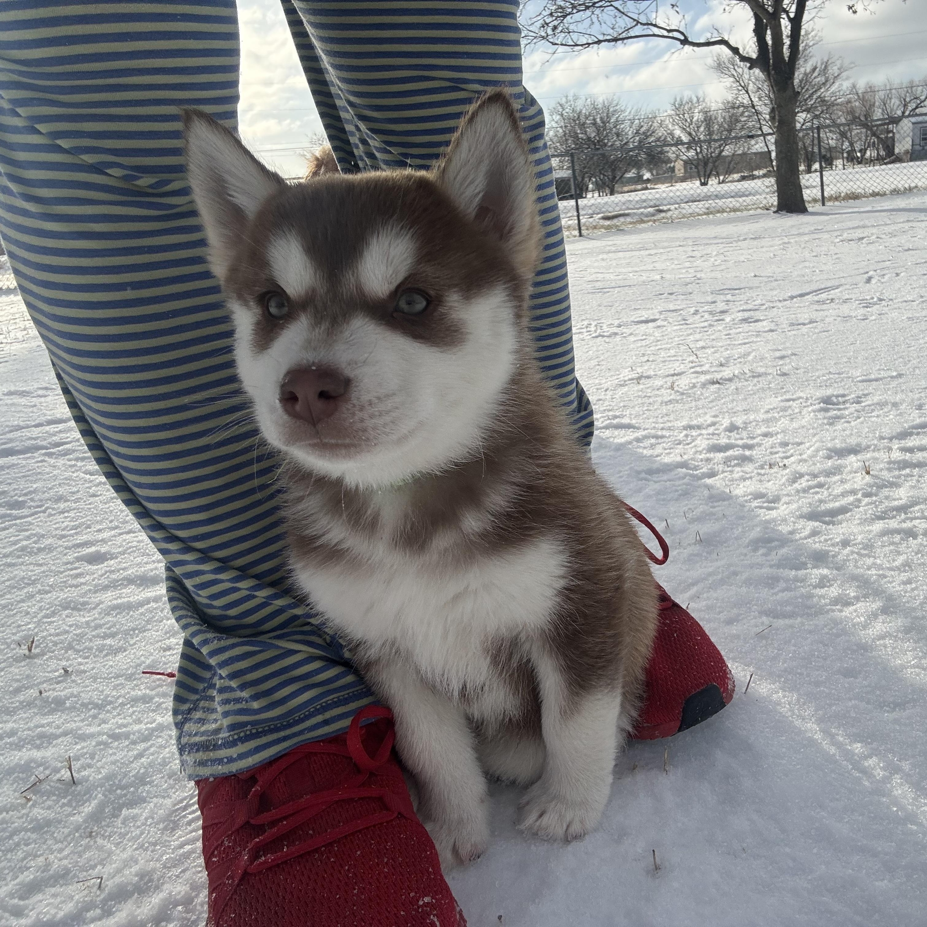 Balto, a ADOPTABLE Husky in Arlington, TX image 3/4
