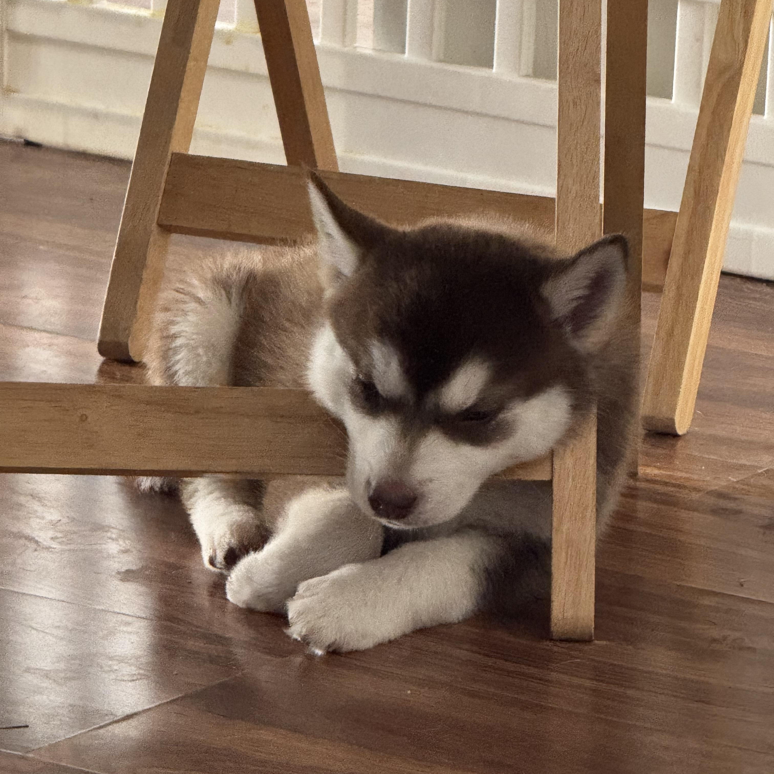 Balto, a ADOPTABLE Husky in Arlington, TX image 2/4