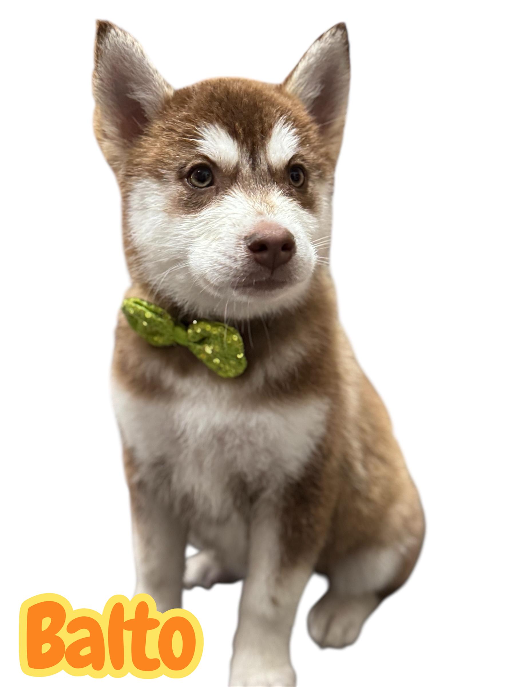 Balto, a ADOPTABLE Husky in Arlington, TX image 1/4