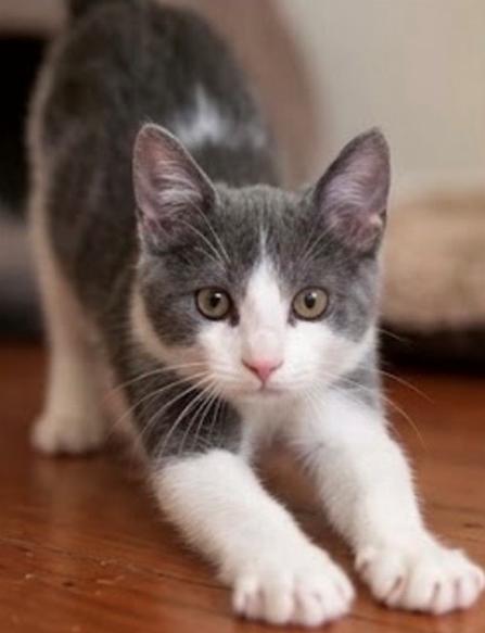 Enlarge Bono (Taylor Swift), a Adoptable Domestic Short Hair in Davis, CA image 2/3