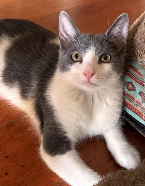 Bono (Taylor Swift), Adoptable, Kitten Male Domestic Short Hair.