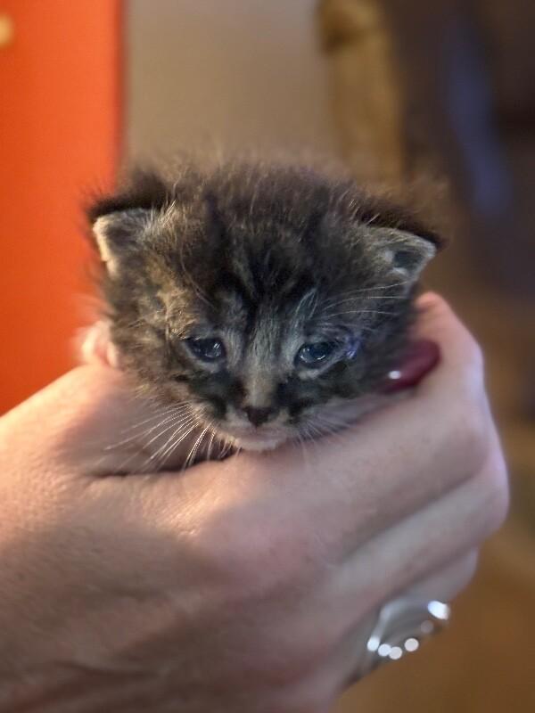 Enlarge Yahtzee, a Adoptable Domestic Medium Hair in Kennewick, WA image 1/1