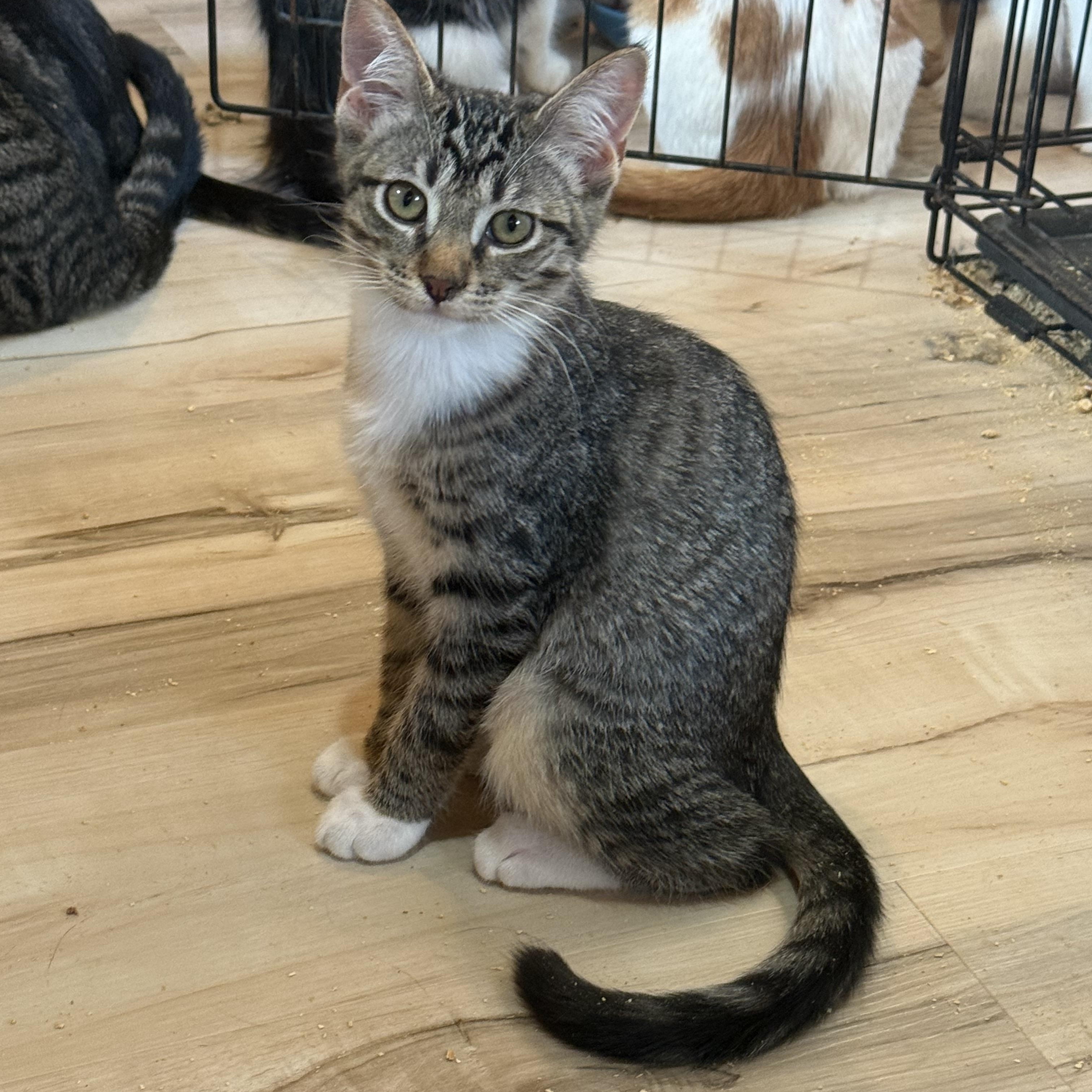 Enlarge Trina, a Adoptable Domestic Short Hair in Anna, TX image 1/2