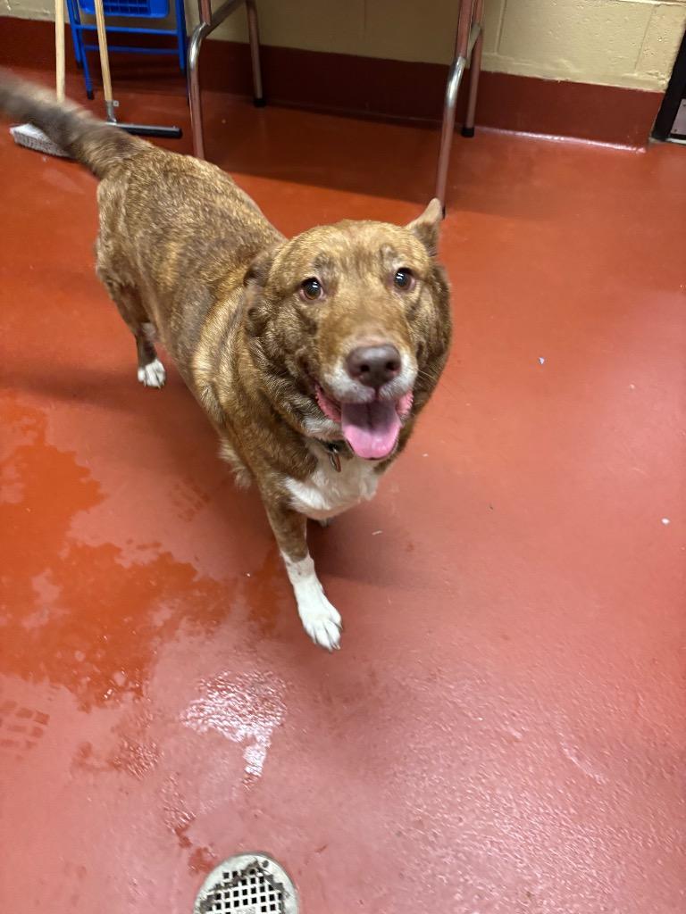 Trudy, Adoptable, Adult Female Shepherd.