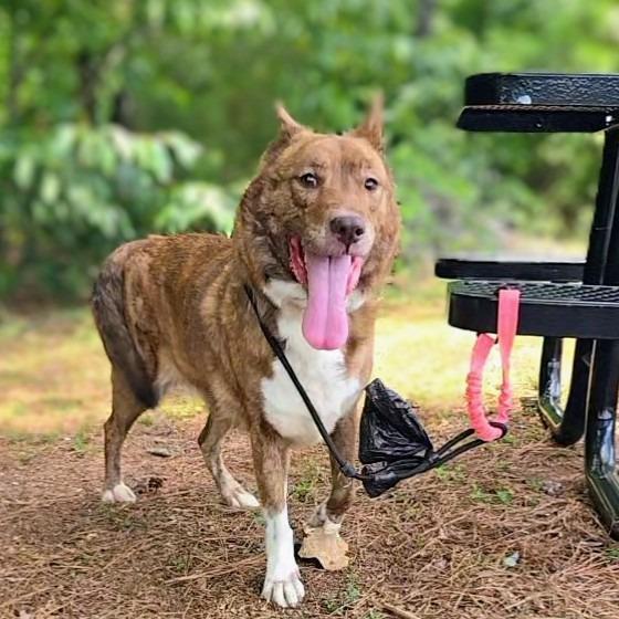 Enlarge Trudy, a Adoptable Shepherd in Douglasville, GA image 3/6