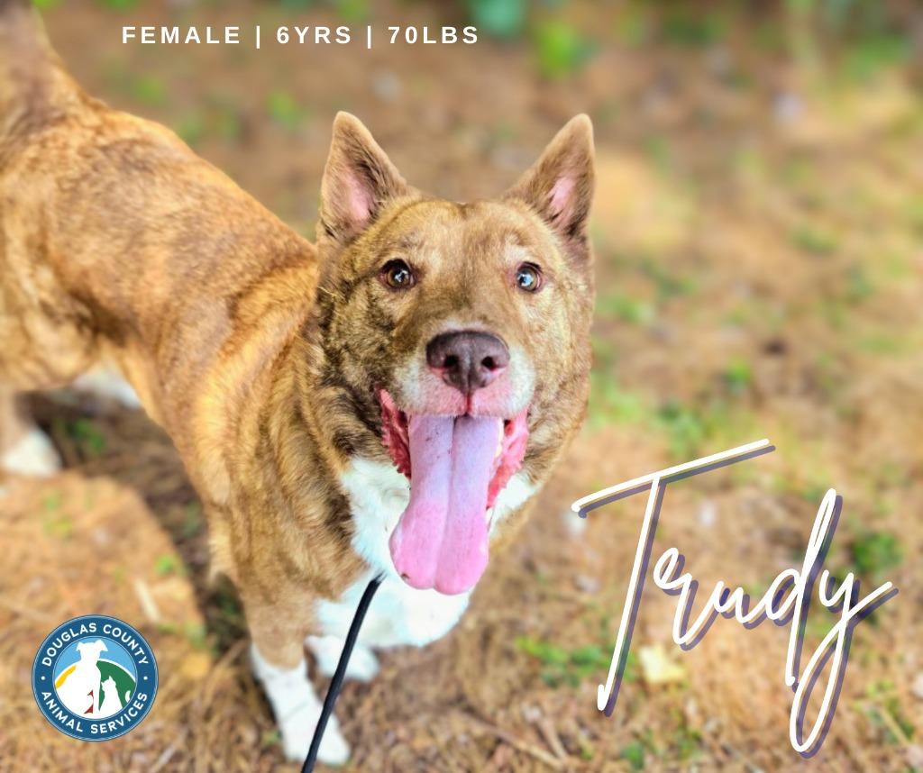 Enlarge Trudy, a Adoptable Shepherd in Douglasville, GA image 4/6