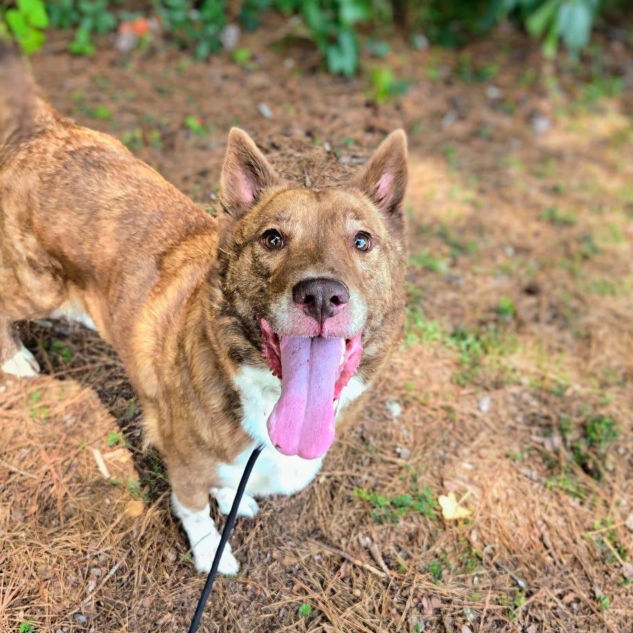 Enlarge Trudy, a Adoptable Shepherd in Douglasville, GA image 5/6
