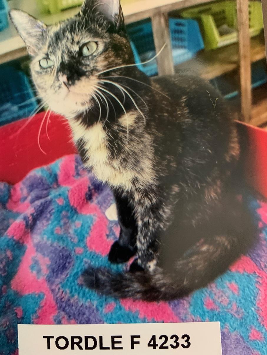 Enlarge Tordle, an adopted American Shorthair in Weatherford, TX image 1/1