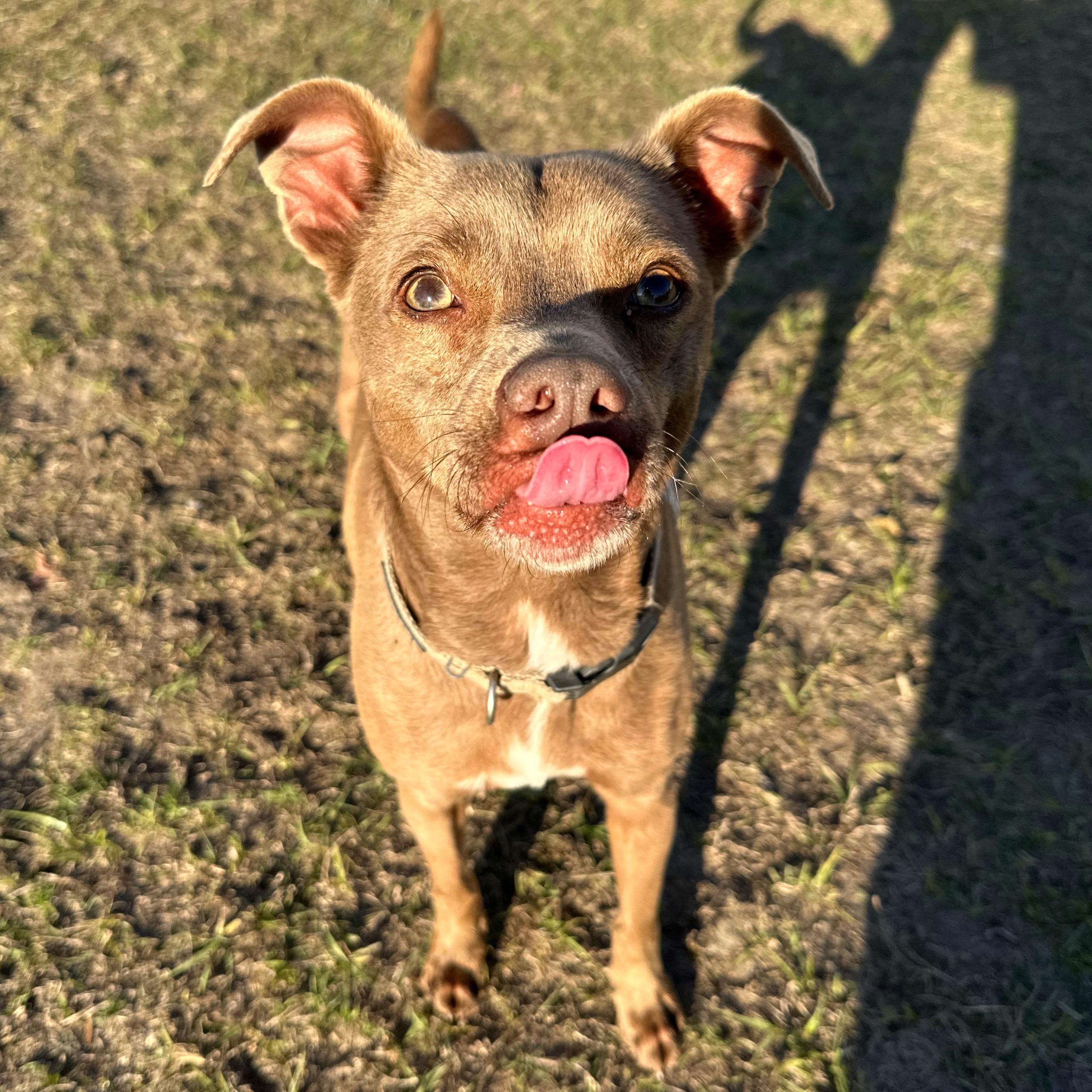 Enlarge Levi, a ADOPTABLE mixed breed in Valdosta, GA image 1/4