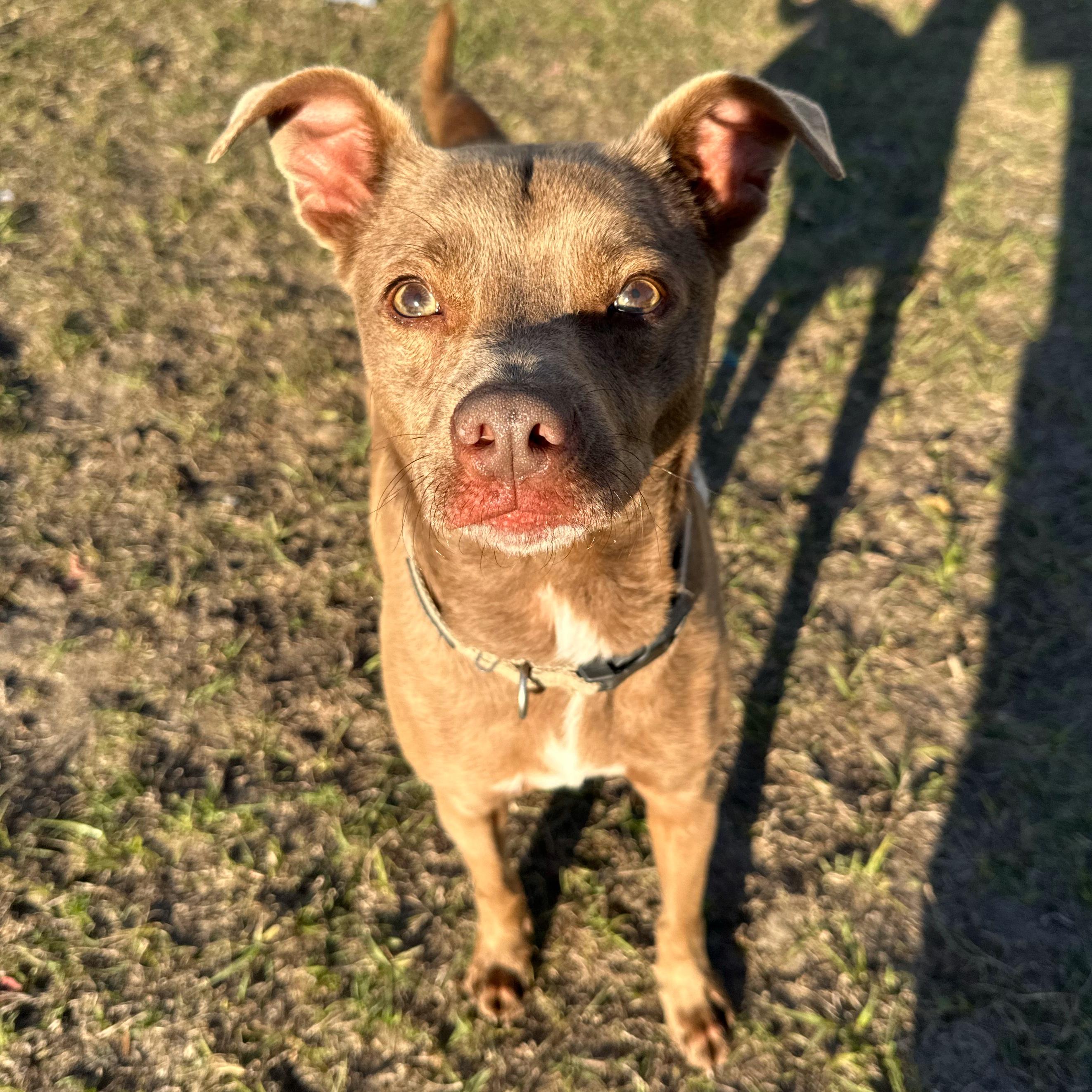 Enlarge Levi, a ADOPTABLE mixed breed in Valdosta, GA image 2/4