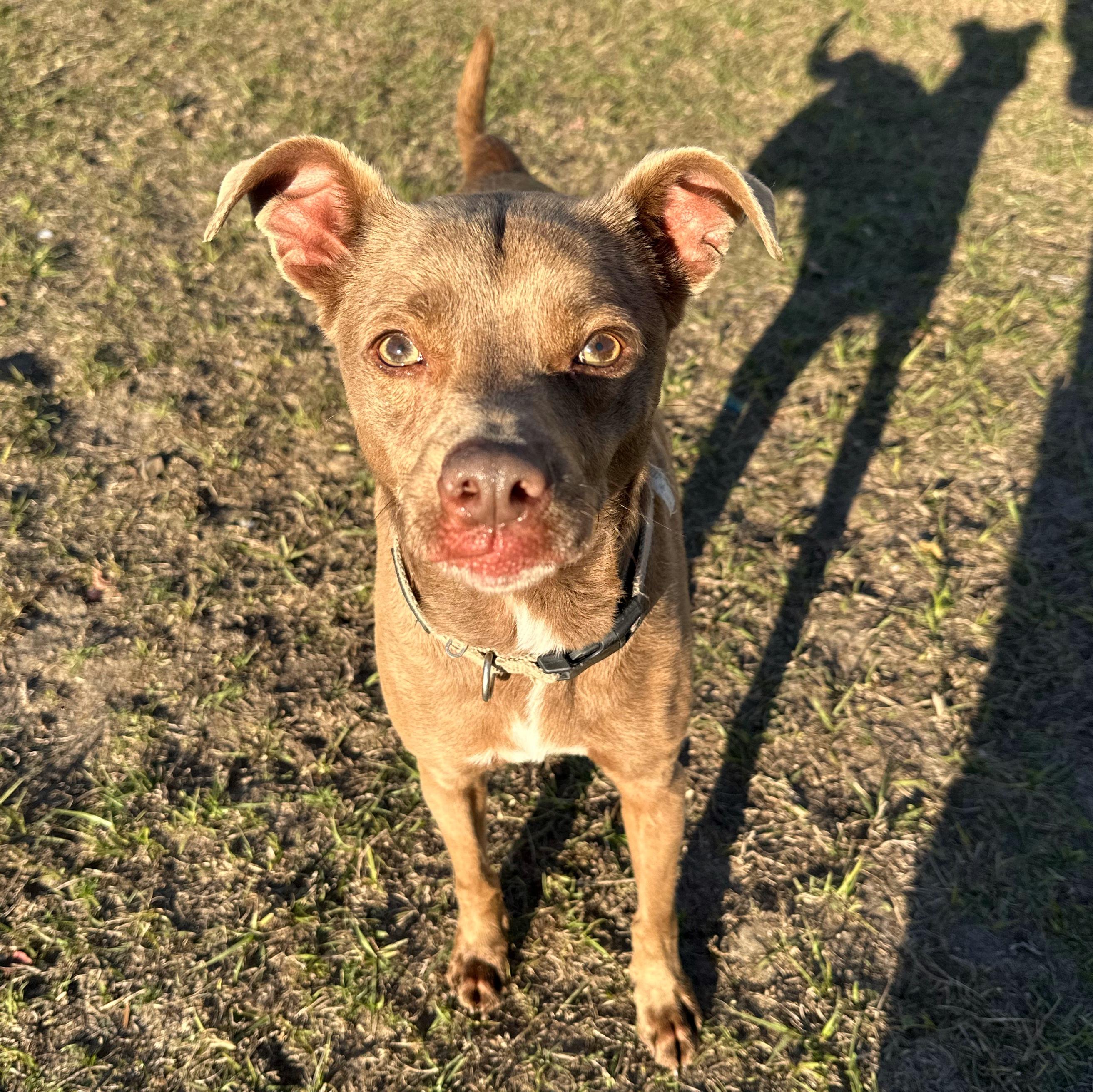 Enlarge Levi, a ADOPTABLE mixed breed in Valdosta, GA image 3/4