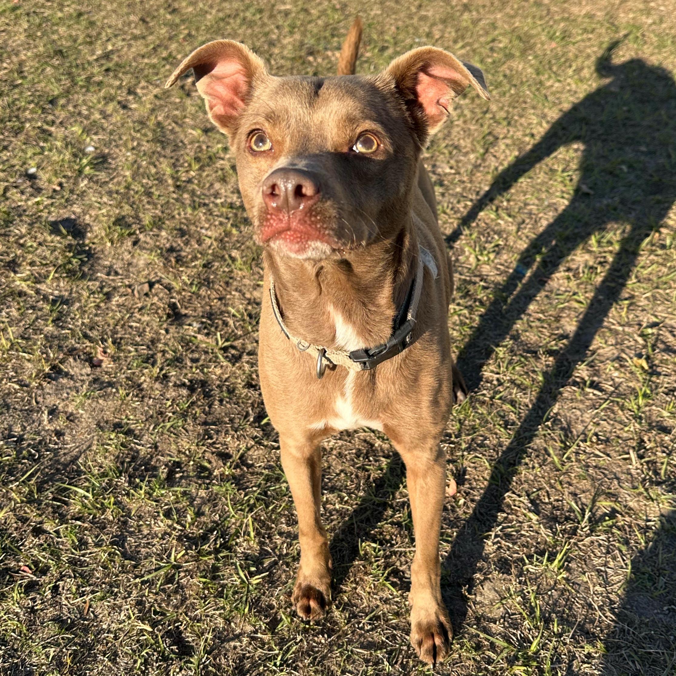 Enlarge Levi, a ADOPTABLE mixed breed in Valdosta, GA image 4/4