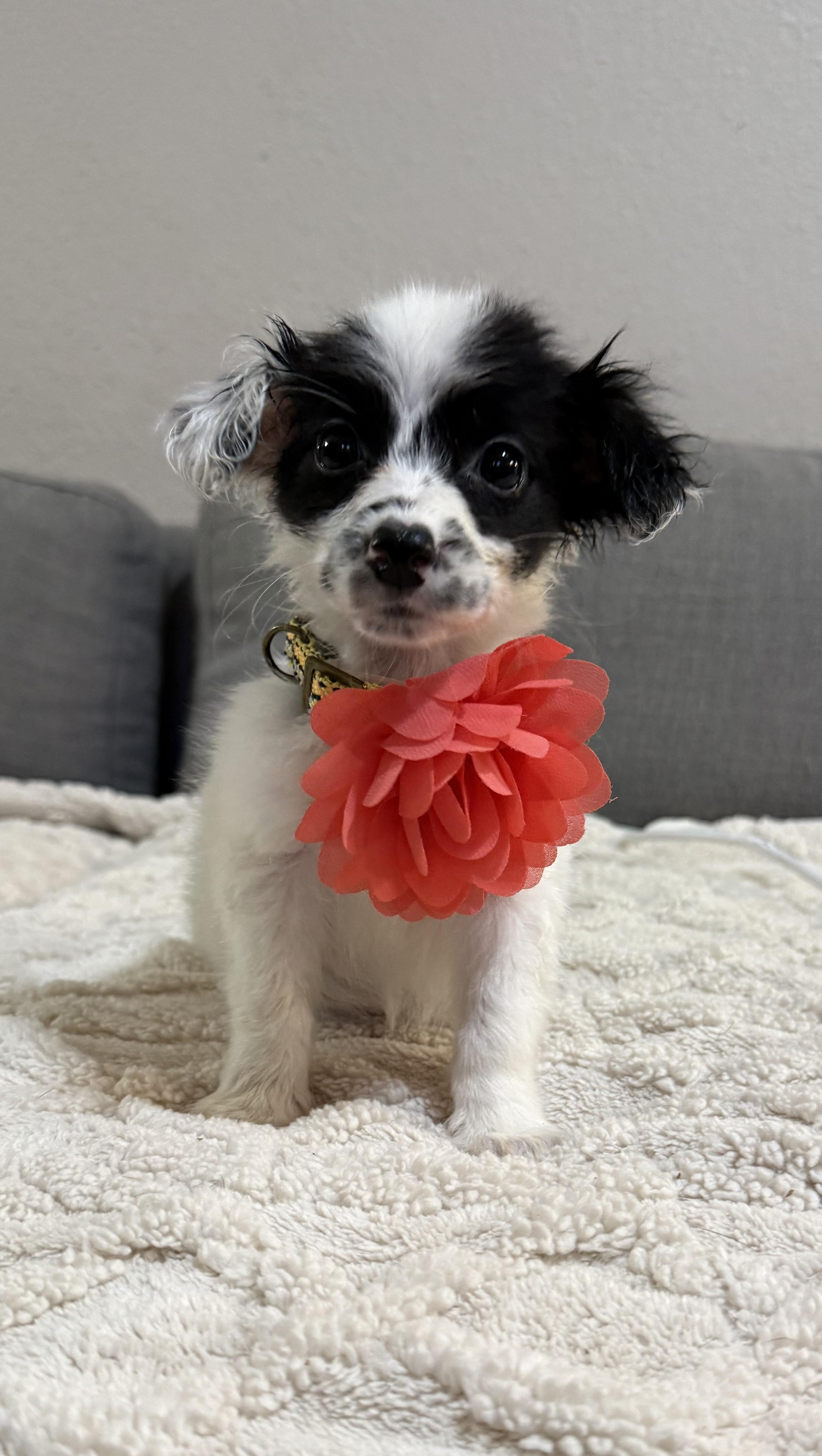 Gaga, adopted, Puppy Female Papillon & Miniature Poodle.