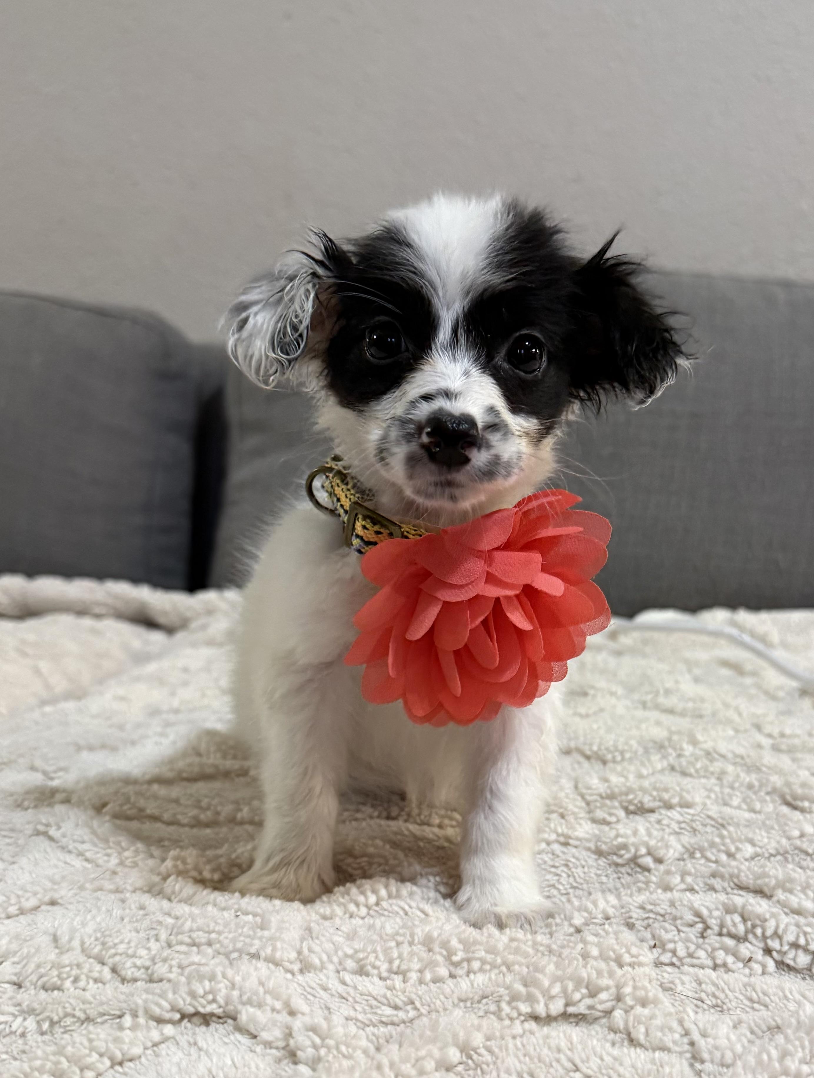 Enlarge Gaga, an adopted mixed breed in Phoenix, AZ image 2/3