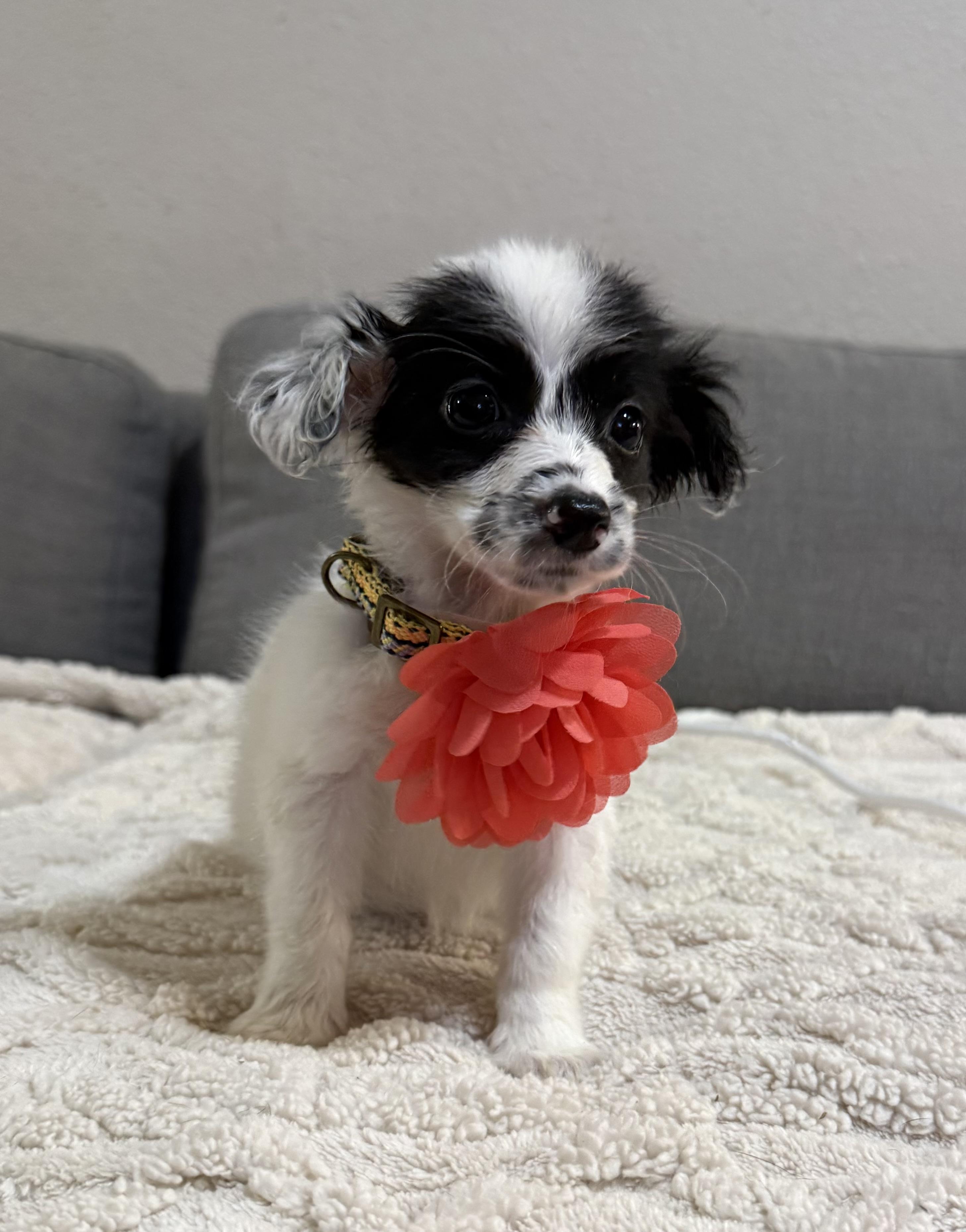 Enlarge Gaga, an adopted mixed breed in Phoenix, AZ image 3/3