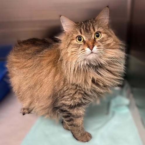 Enlarge Tabbi- #51552, an adopted mixed breed in Columbia, MD image 1/1