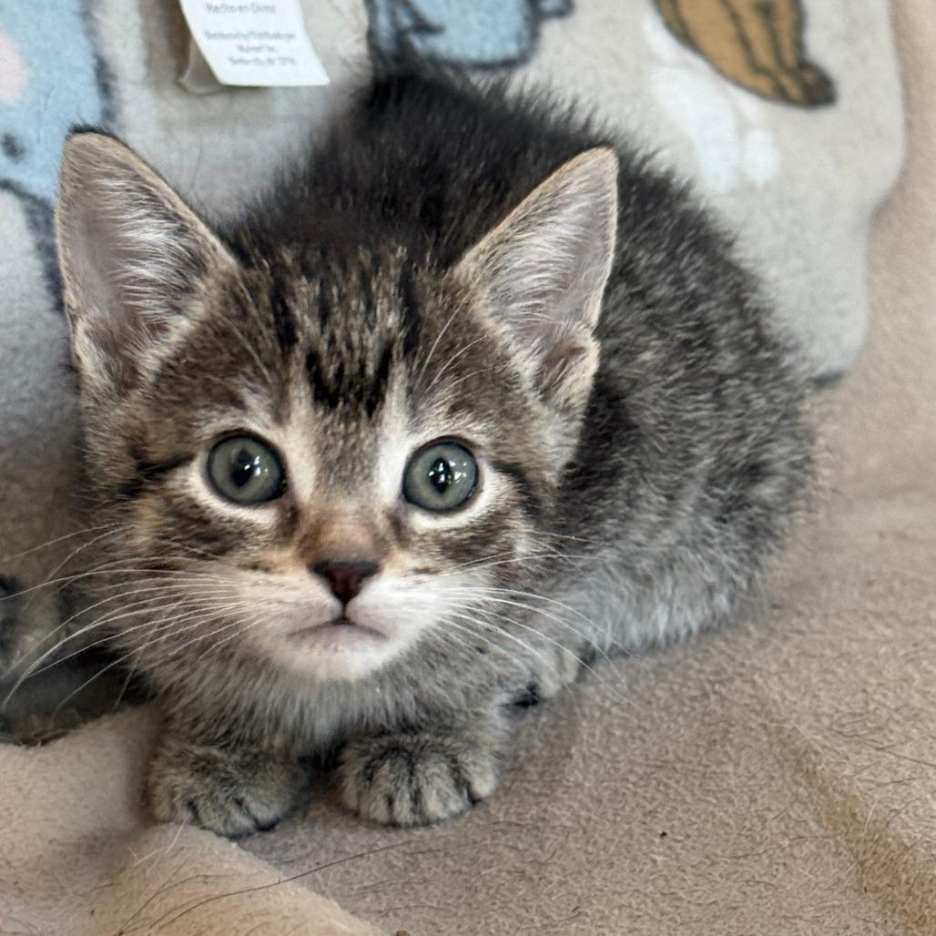 Gusty Winds - Adoption Pending, Adoptable, Kitten Female Domestic Short Hair.