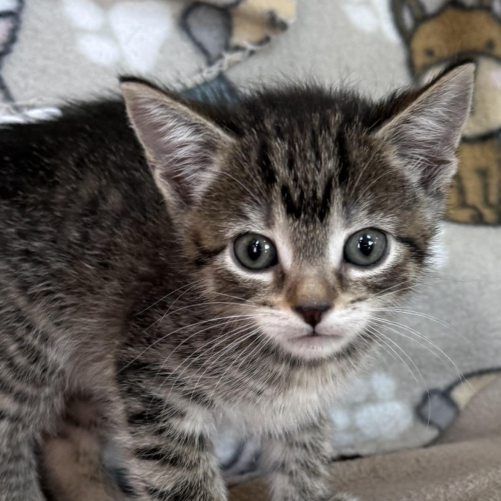 Enlarge Gusty Winds - Adoption Pending, a Adoptable Domestic Short Hair in Glenelg, MD image 2/6