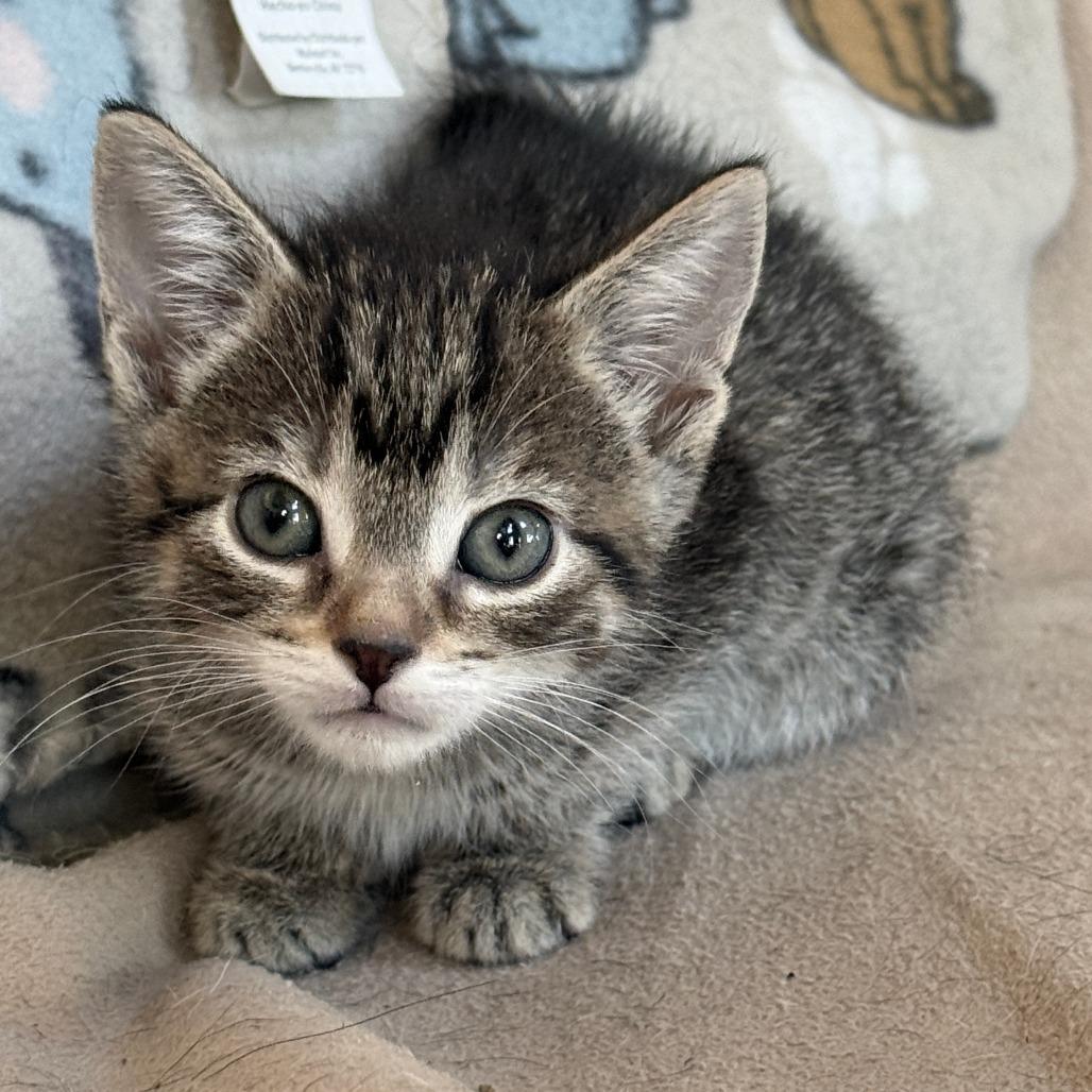 Enlarge Gusty Winds - Adoption Pending, a Adoptable Domestic Short Hair in Glenelg, MD image 3/6